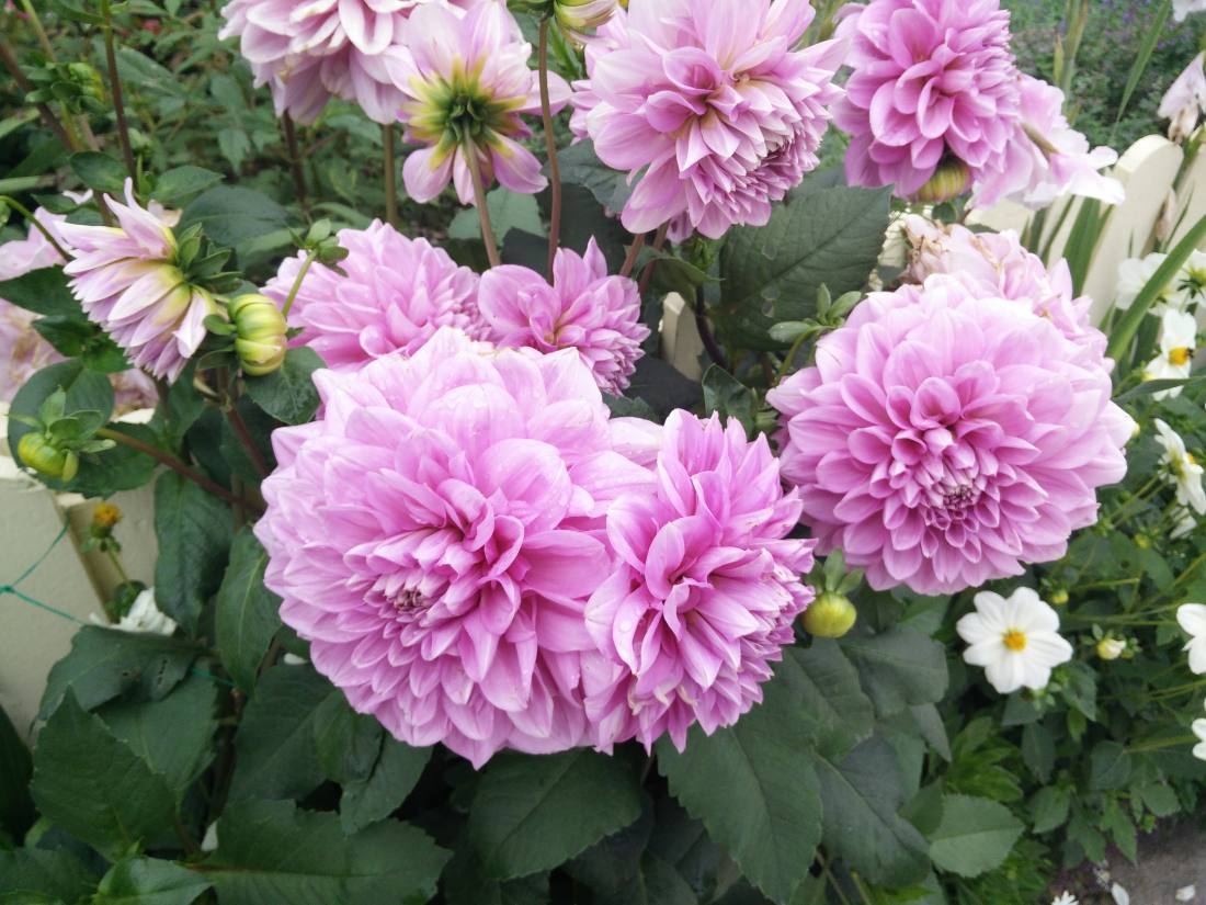 Wings of Mackinac & the gardens