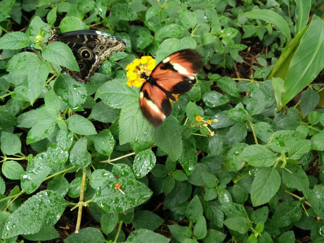 Wings of Mackinac & the gardens