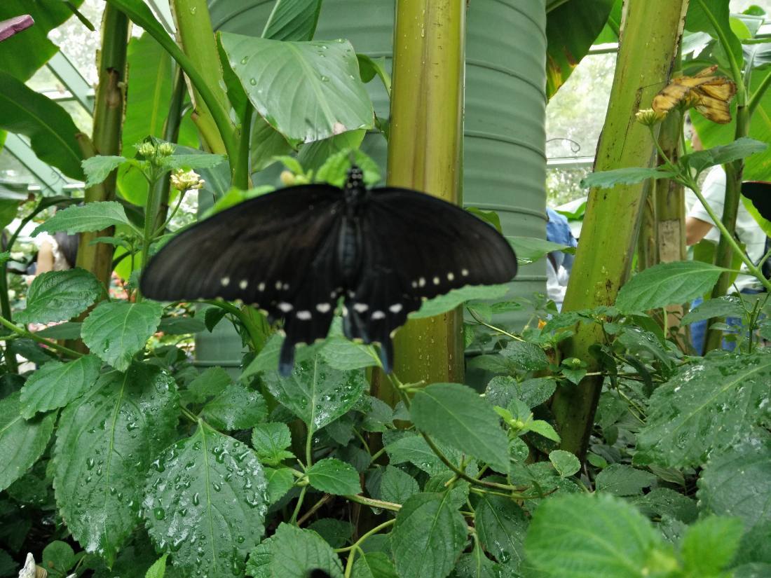Wings of Mackinac & the gardens