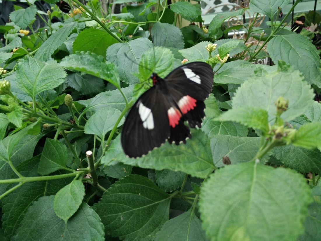 Wings of Mackinac & the gardens
