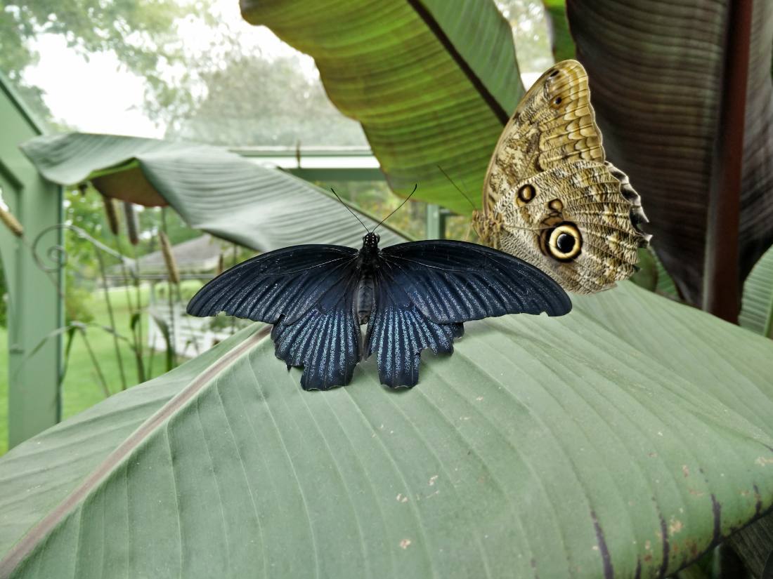 Wings of Mackinac & the gardens