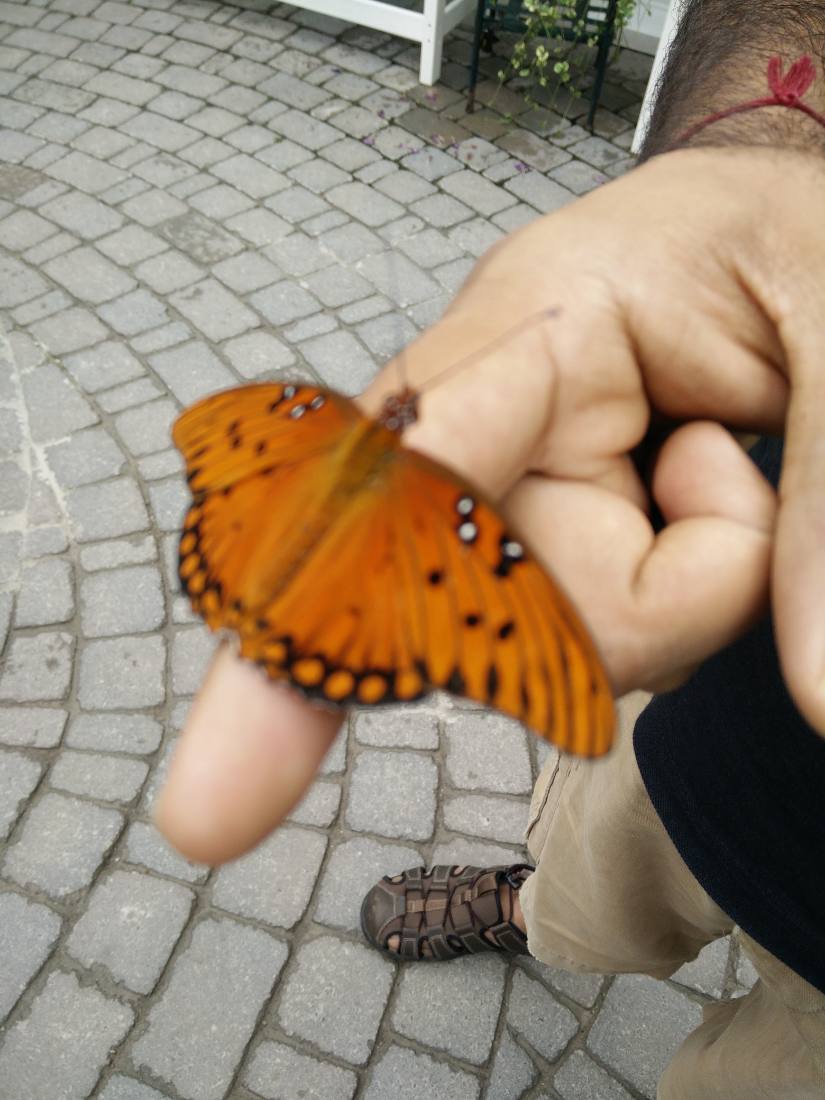 Wings of Mackinac & the gardens
