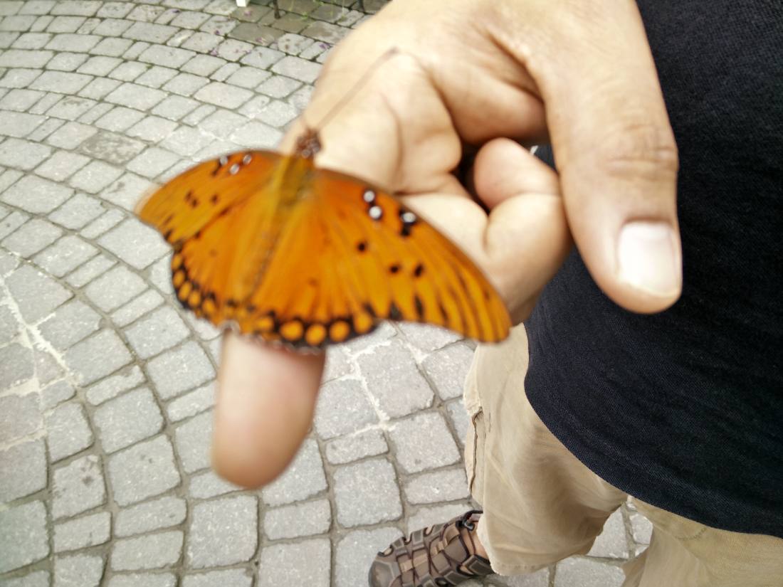 Wings of Mackinac & the gardens