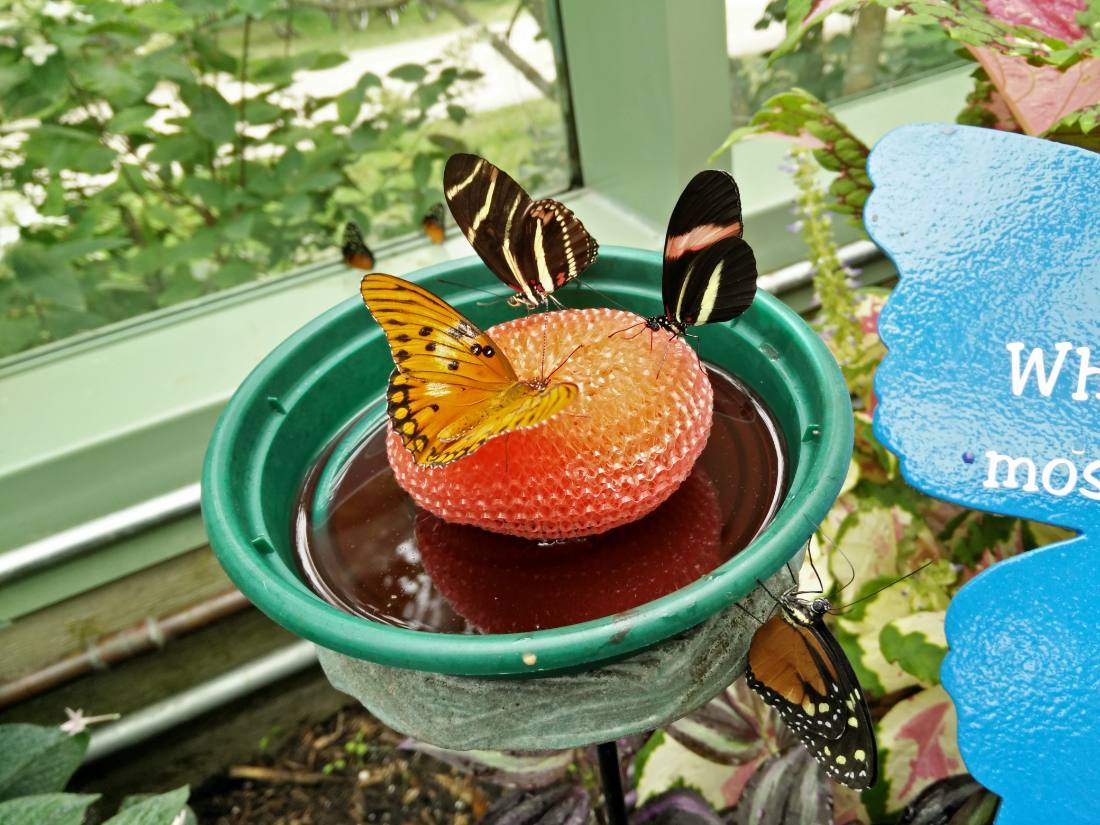 Wings of Mackinac & the gardens