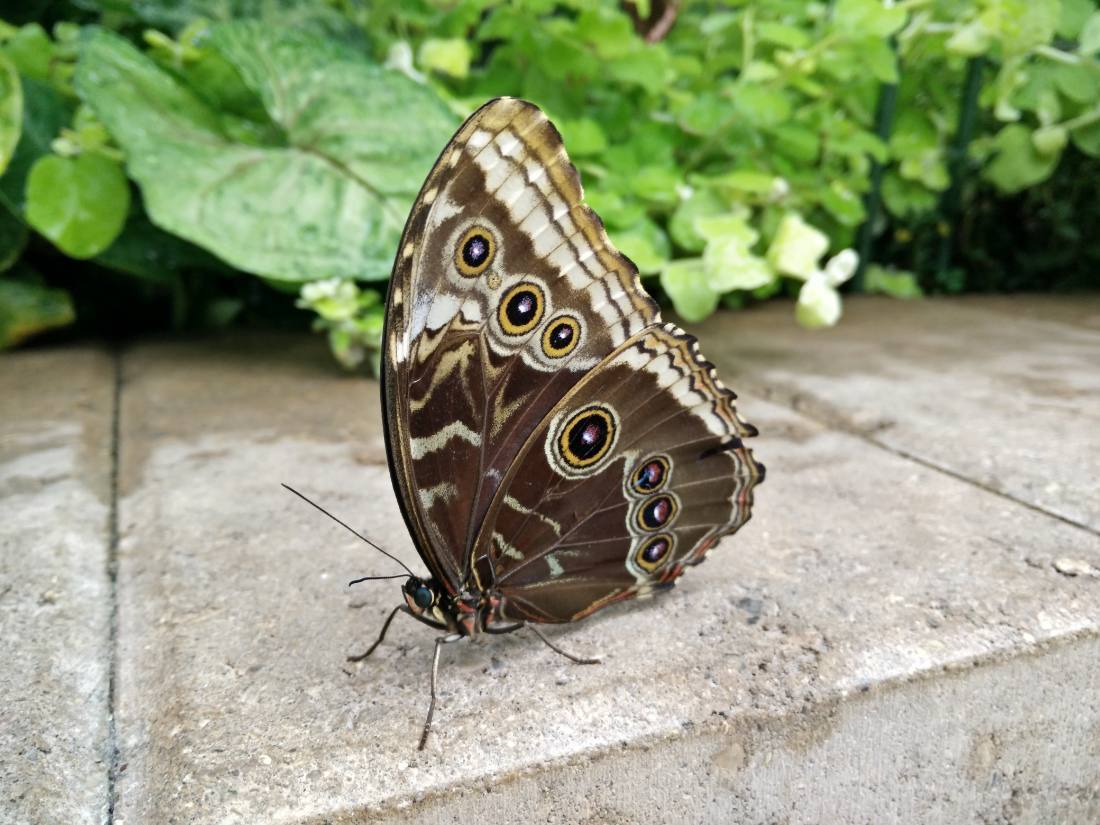 Wings of Mackinac & the gardens