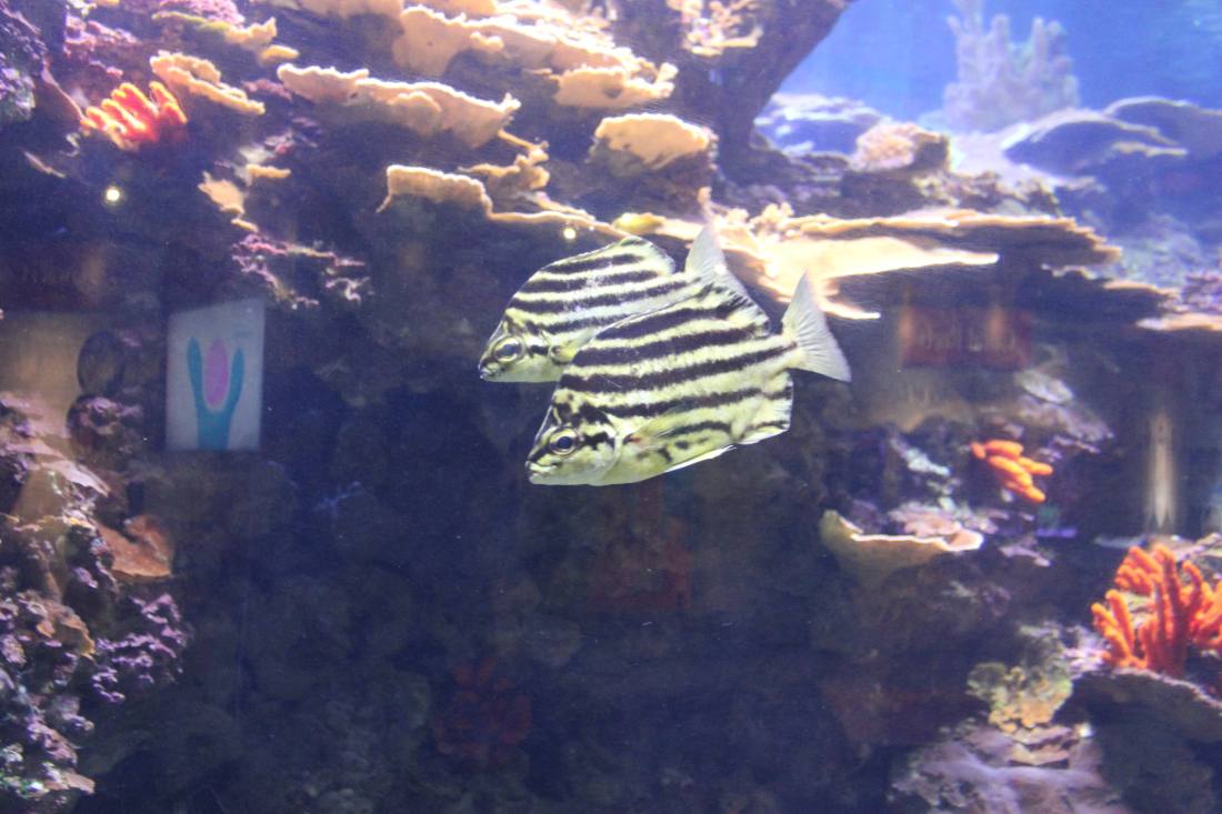 Maui Ocean Center