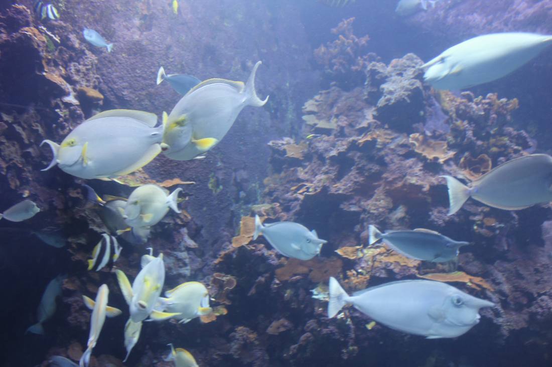Maui Ocean Center