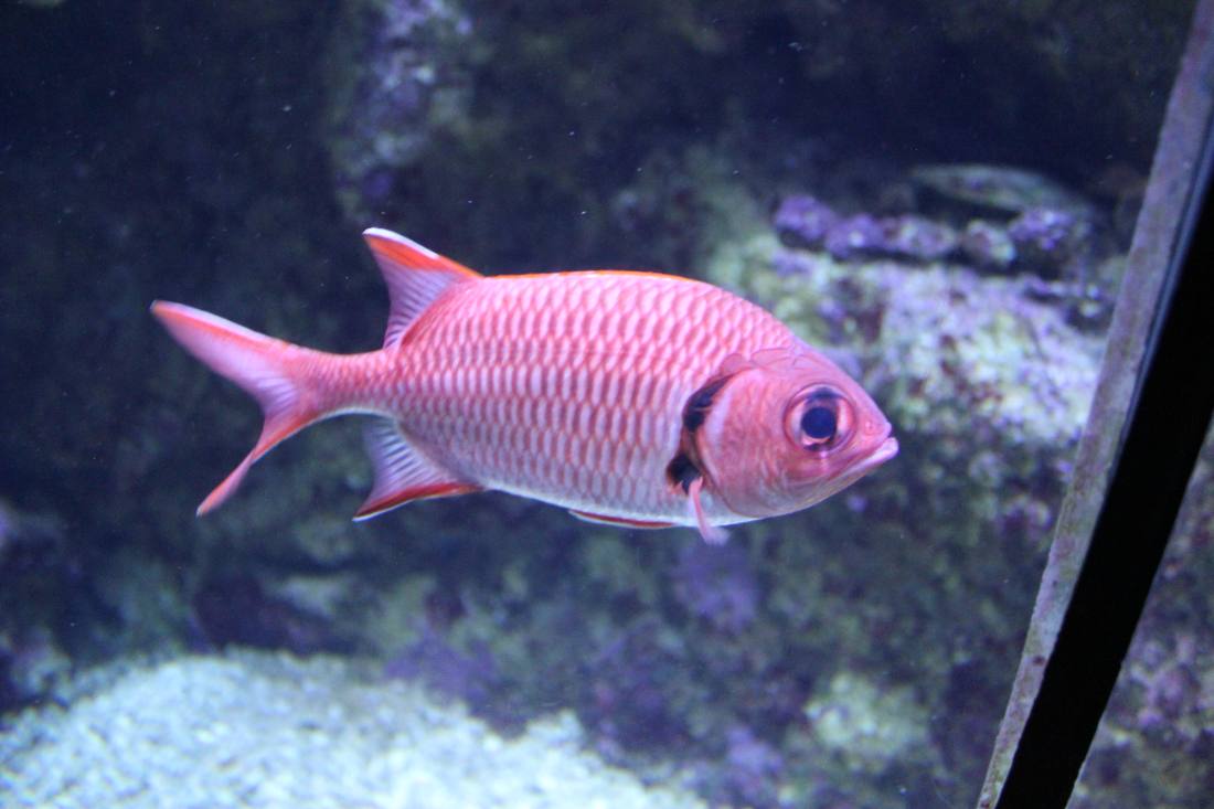 Maui Ocean Center