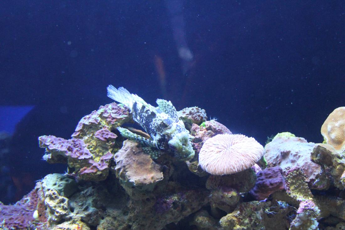 Maui Ocean Center