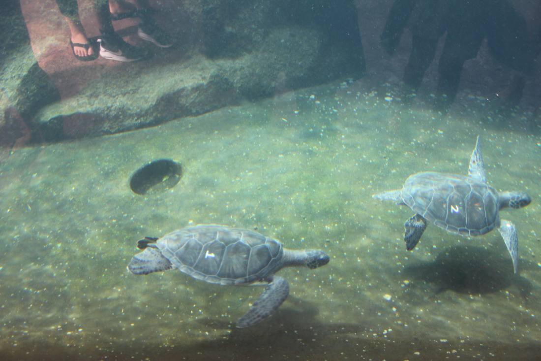 Maui Ocean Center