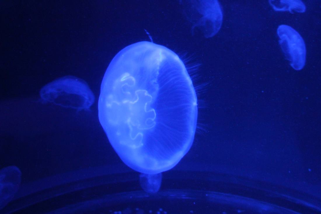 Maui Ocean Center