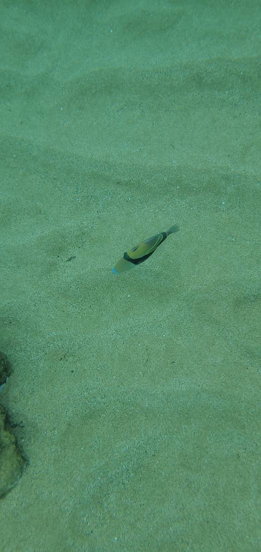 Snorkeling & Beaches