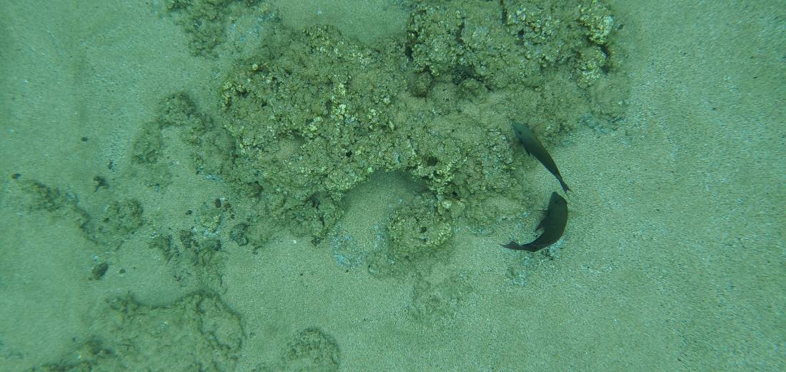 Snorkeling & Beaches