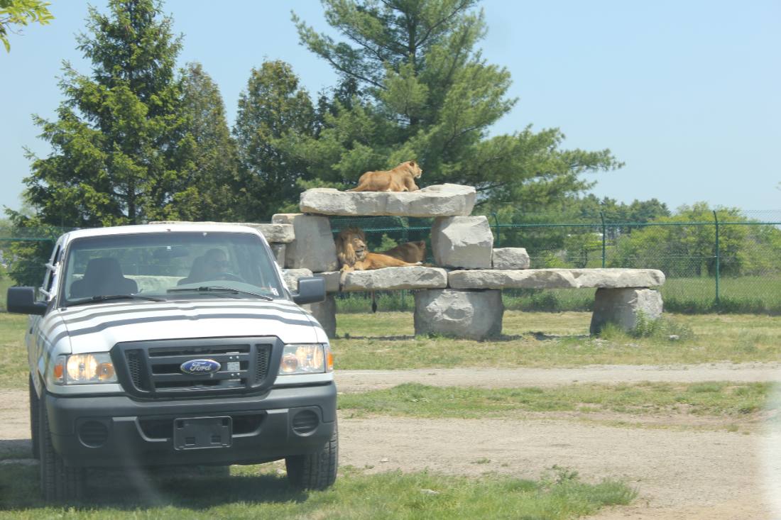 African Lion Safari