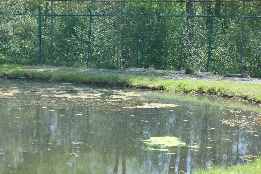 African Lion Safari