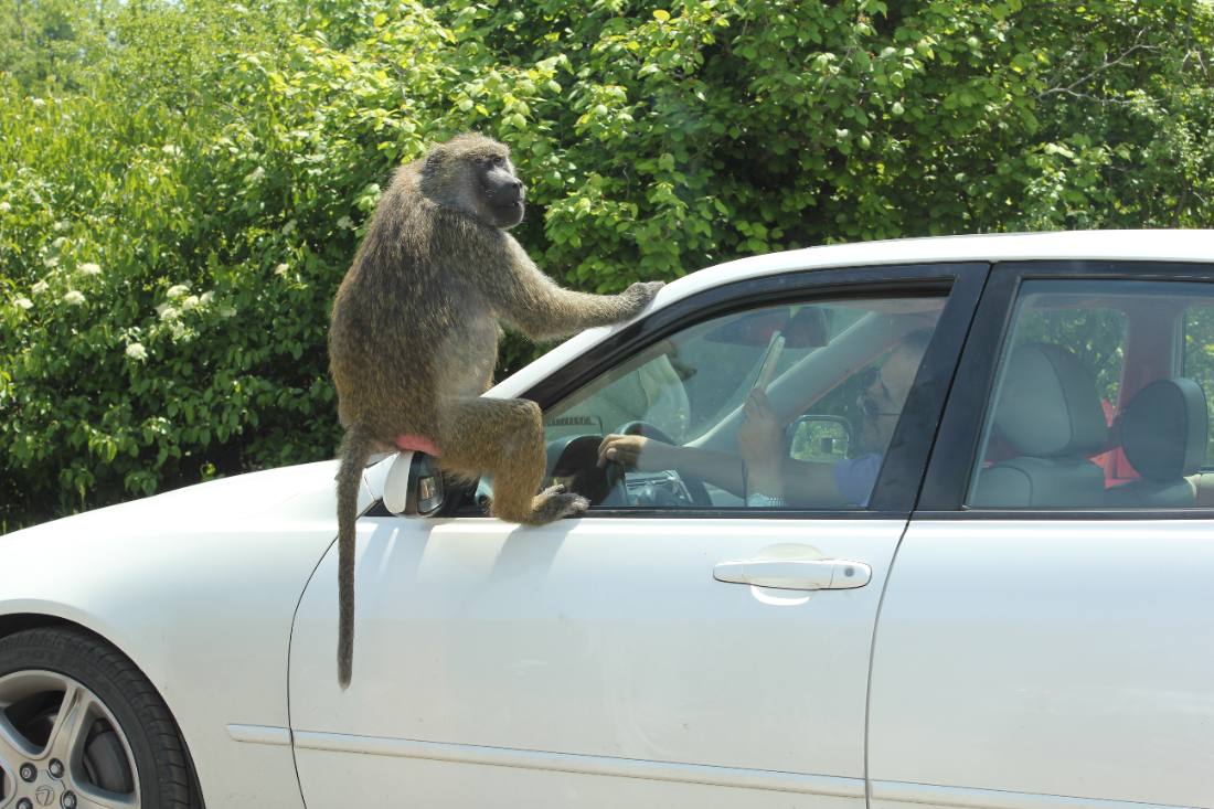 African Lion Safari