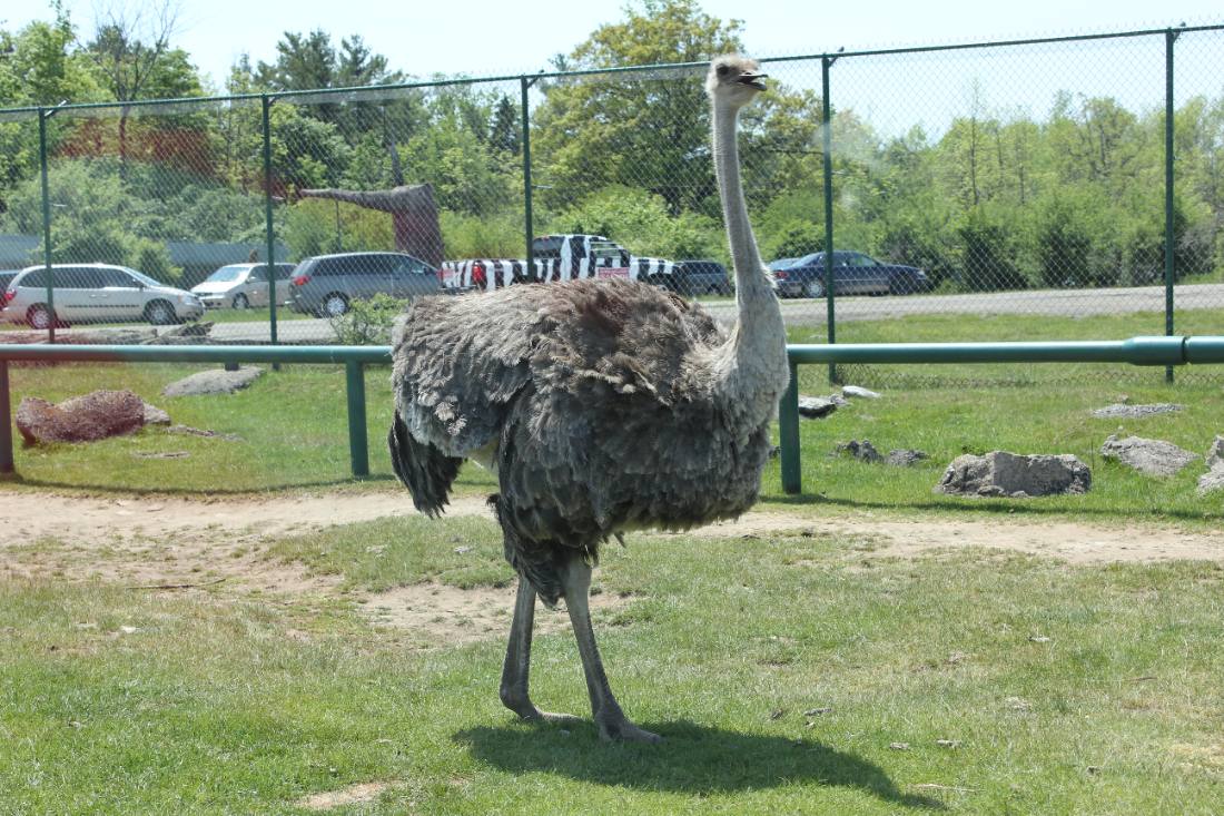 African Lion Safari