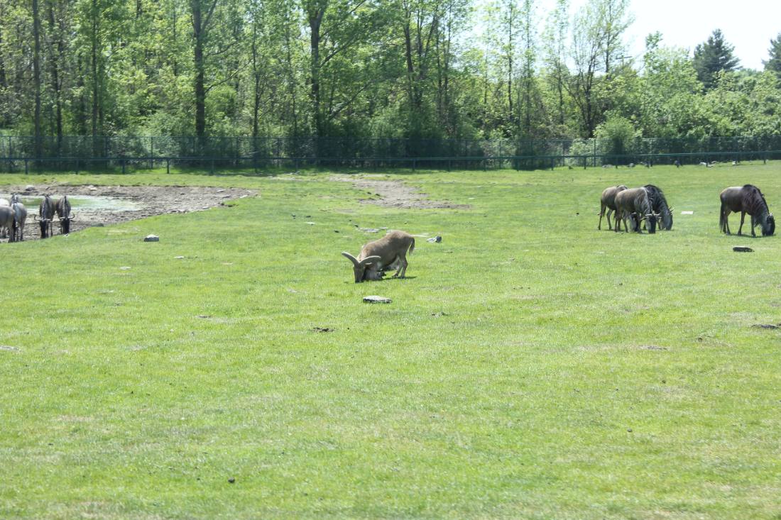 African Lion Safari