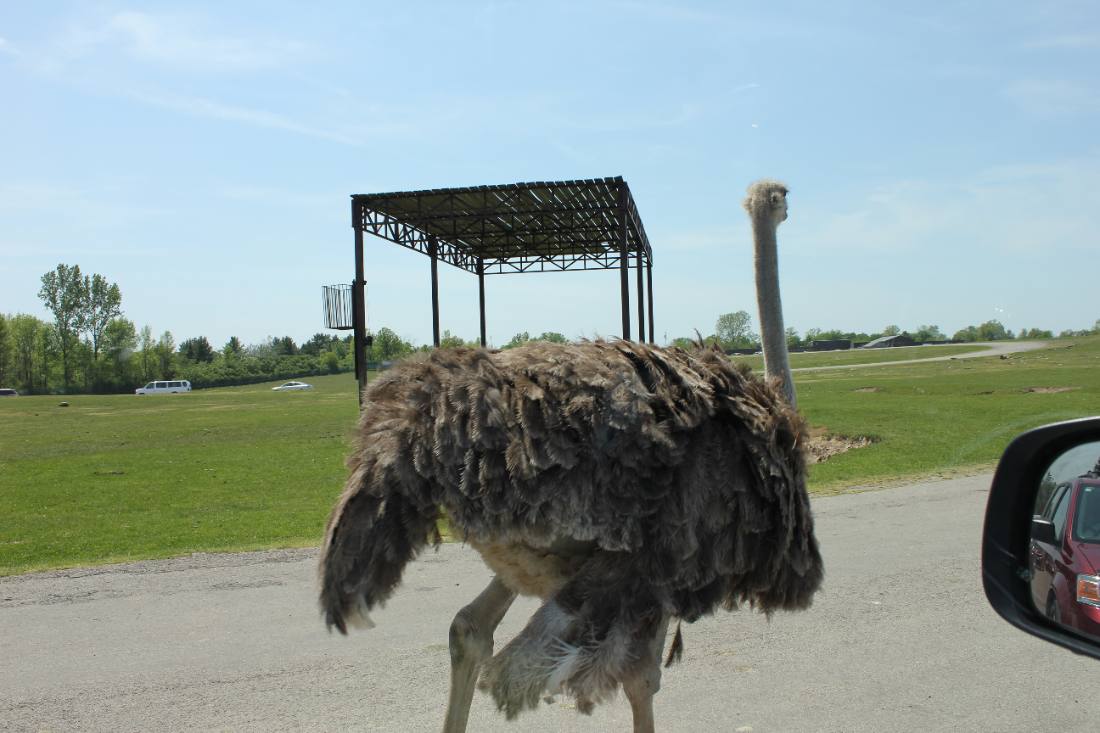 African Lion Safari