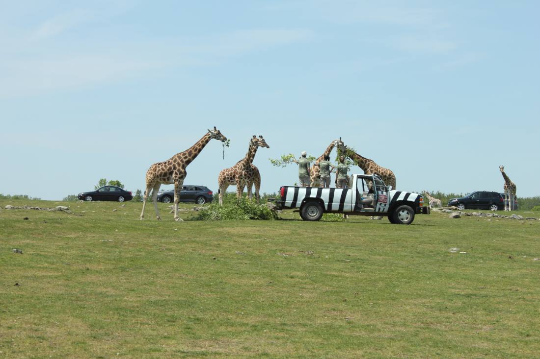 African Lion Safari