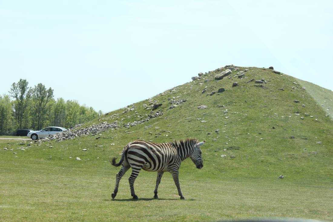 African Lion Safari