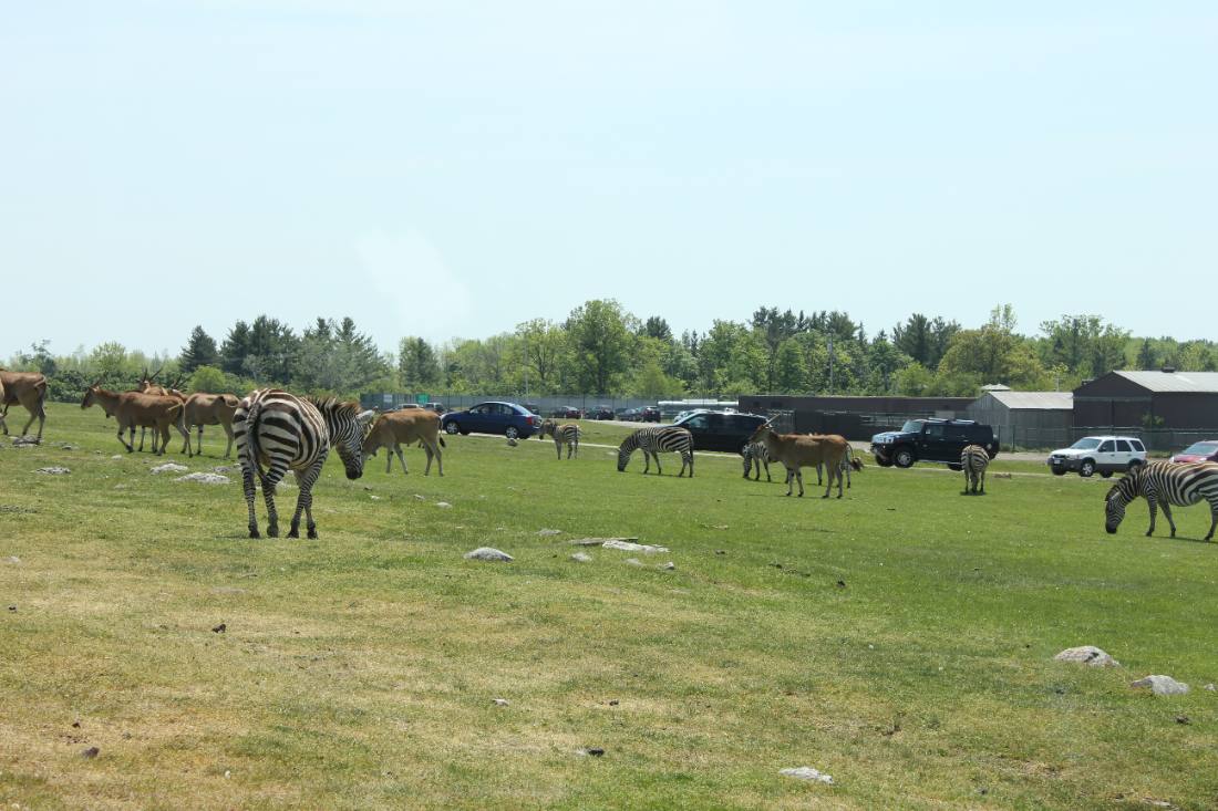 African Lion Safari