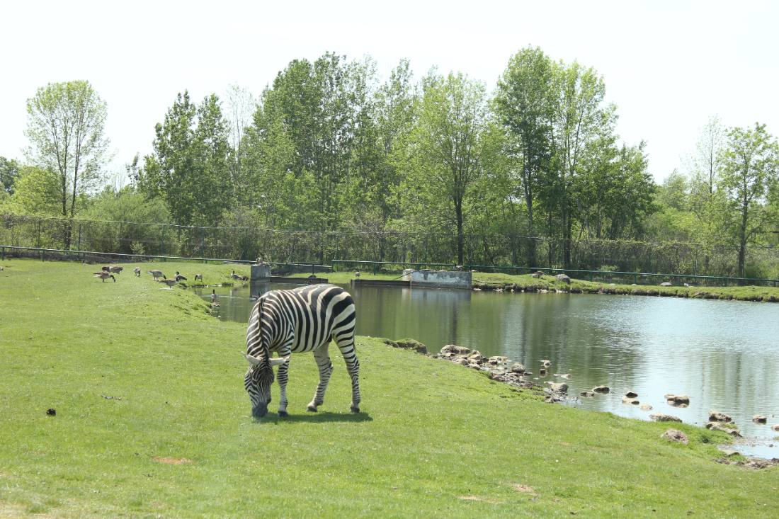 African Lion Safari