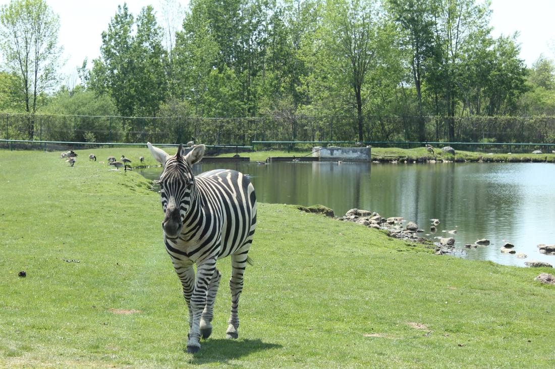 African Lion Safari