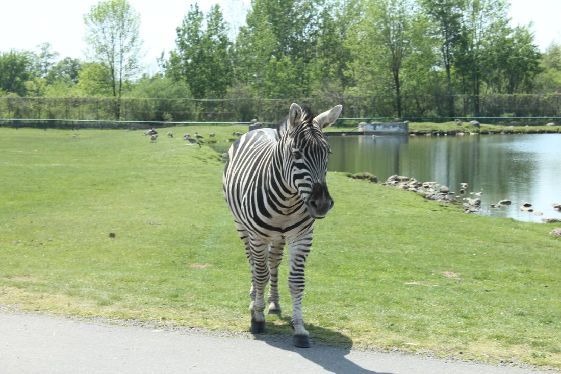 African Lion Safari