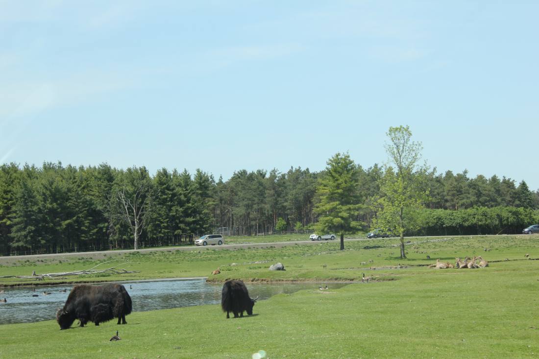 African Lion Safari