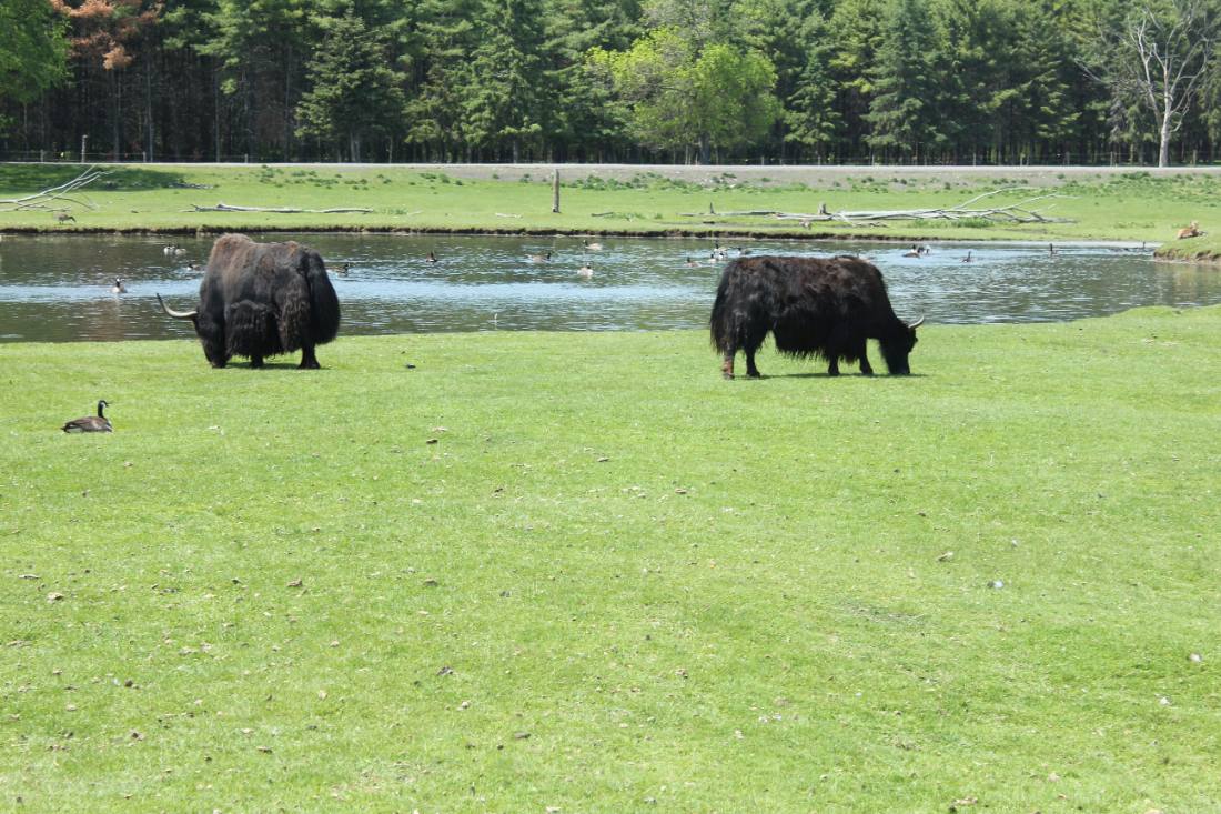 African Lion Safari