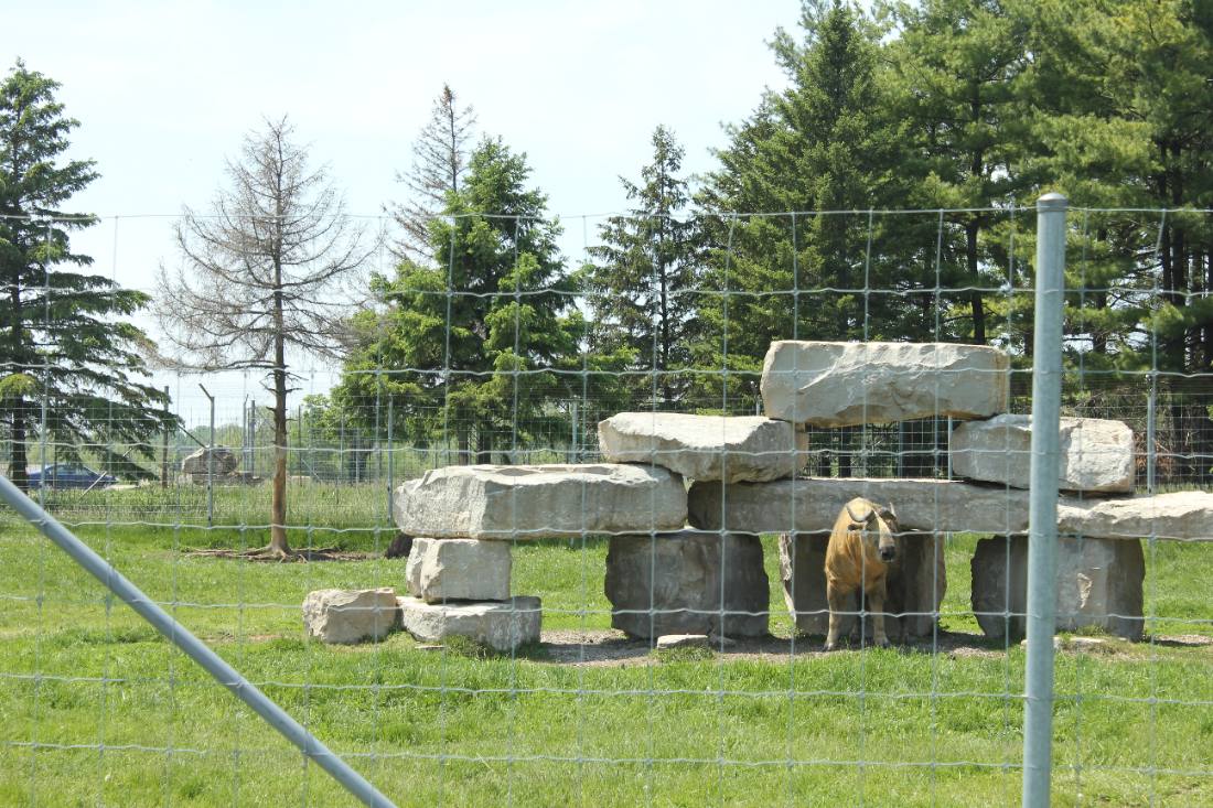 African Lion Safari