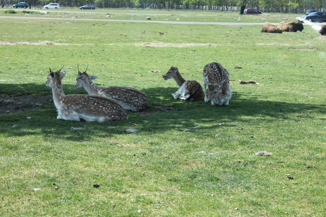 African Lion Safari
