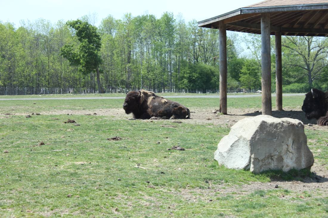 African Lion Safari