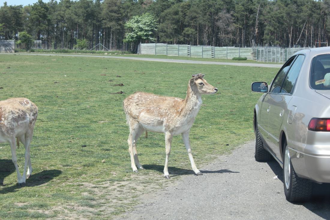 African Lion Safari