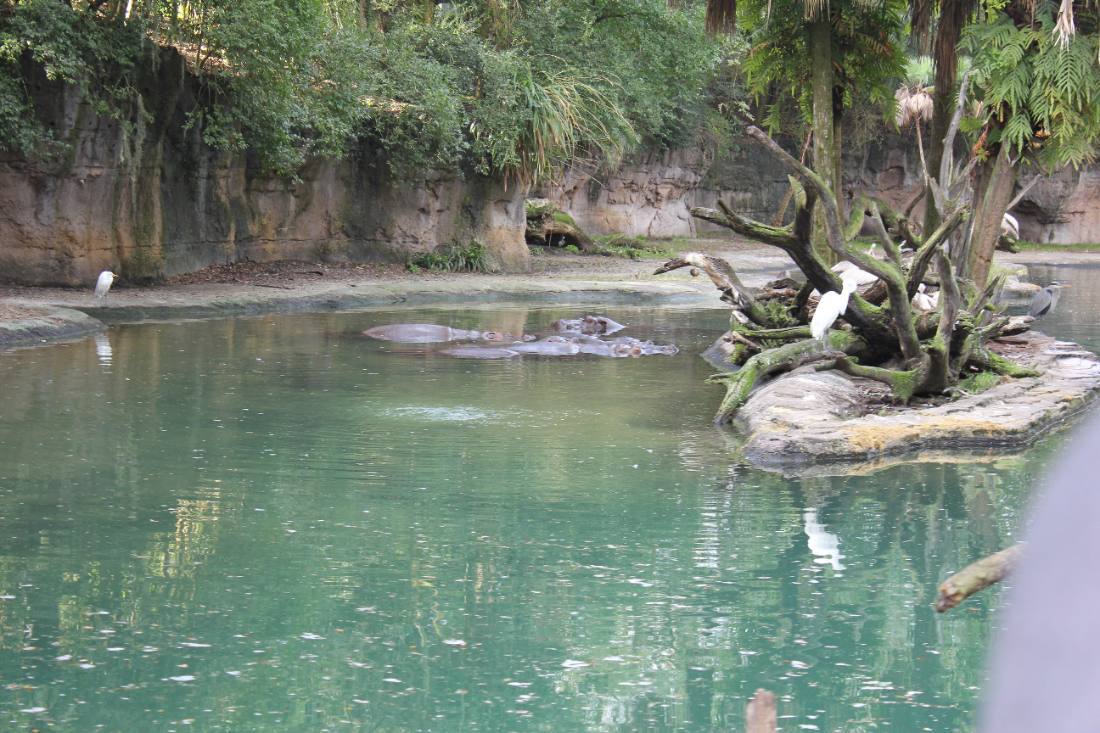 Disney's Animal Kingdom safari