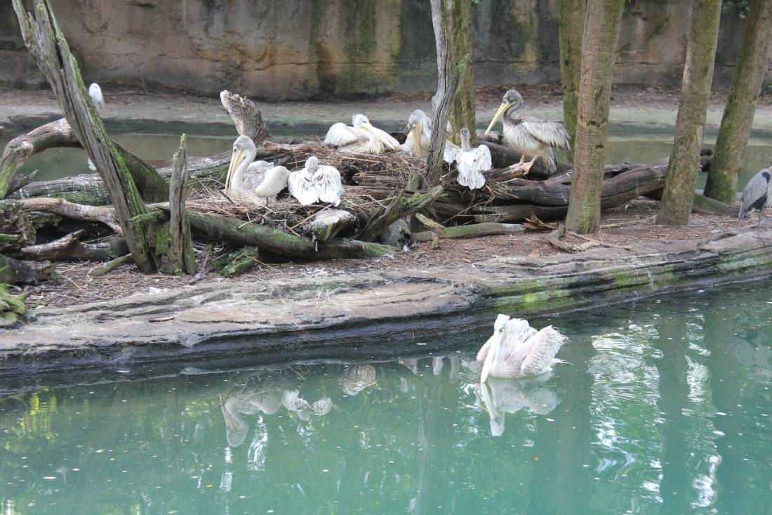 Disney's Animal Kingdom safari