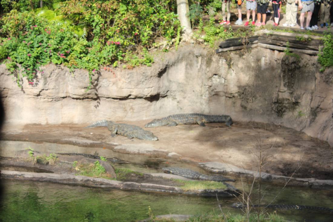 Disney's Animal Kingdom safari