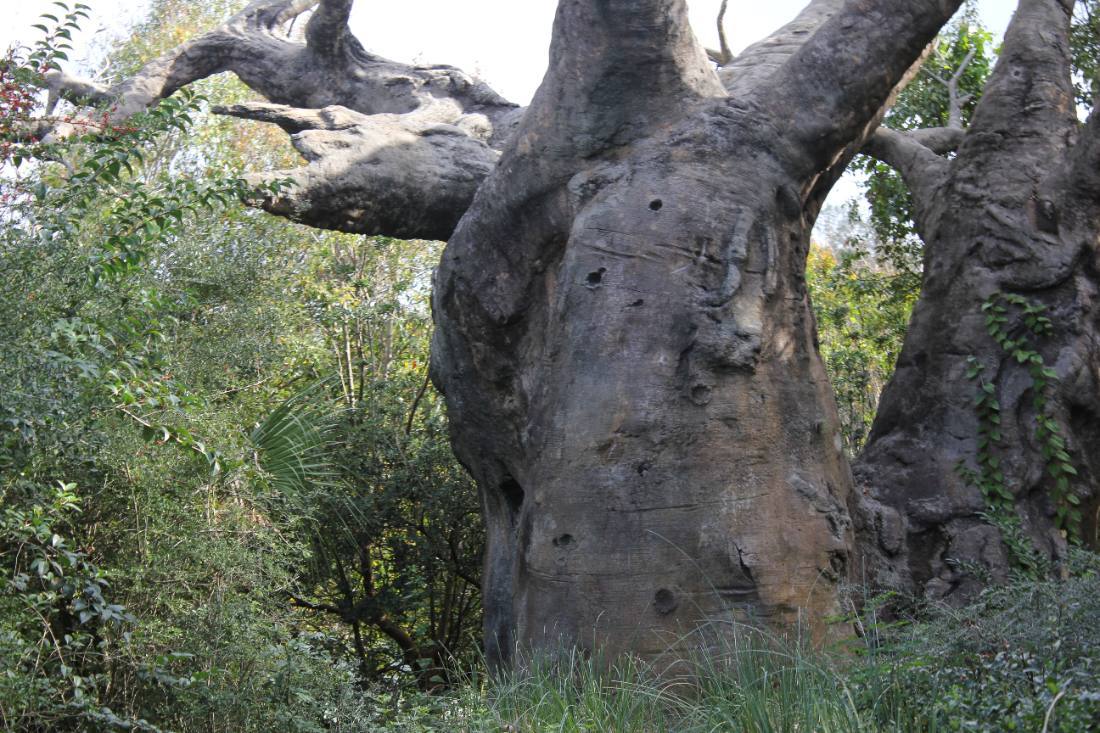 Disney's Animal Kingdom safari