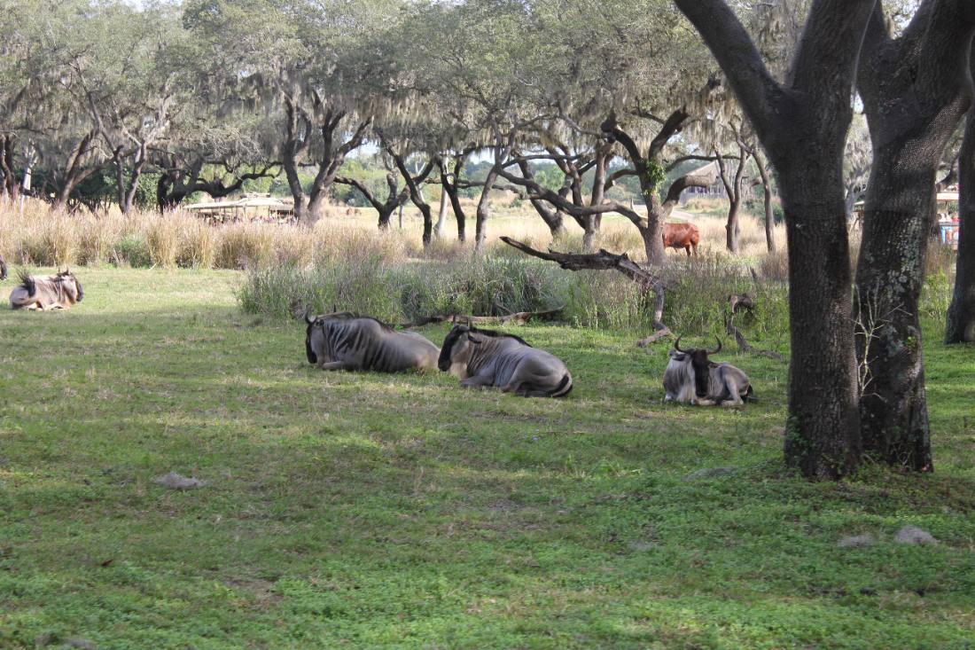Disney's Animal Kingdom safari