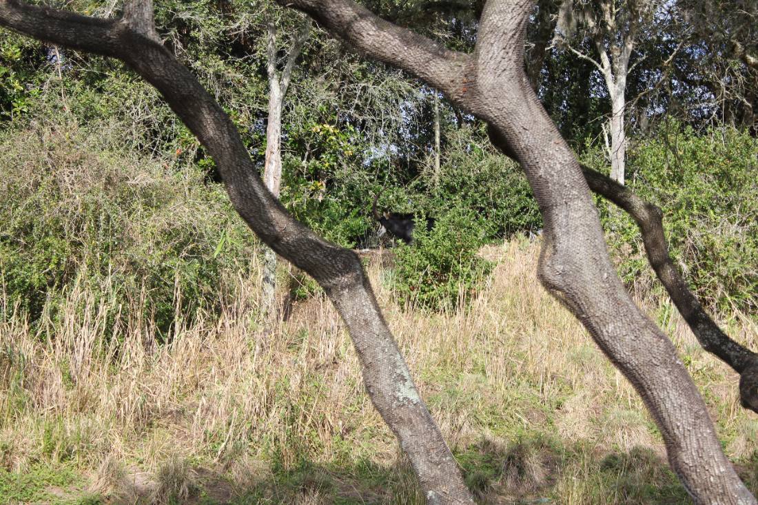 Disney's Animal Kingdom safari
