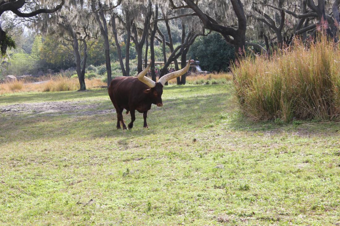 Disney's Animal Kingdom safari