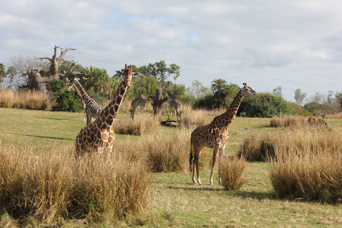 Disney's Animal Kingdom safari