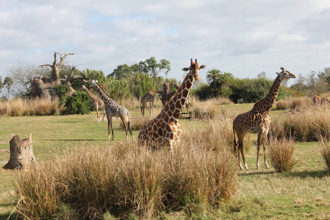 Disney's Animal Kingdom safari