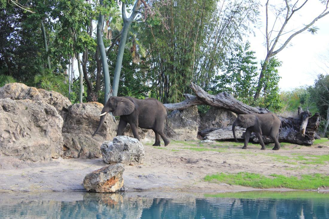 Disney's Animal Kingdom safari