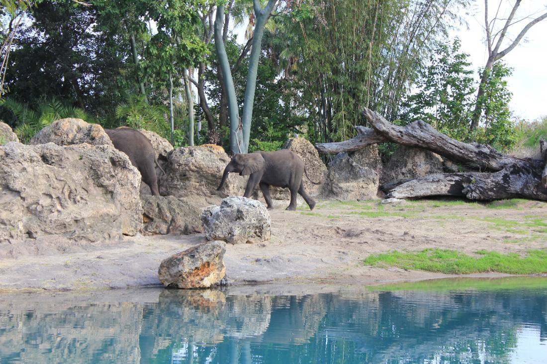 Disney's Animal Kingdom safari