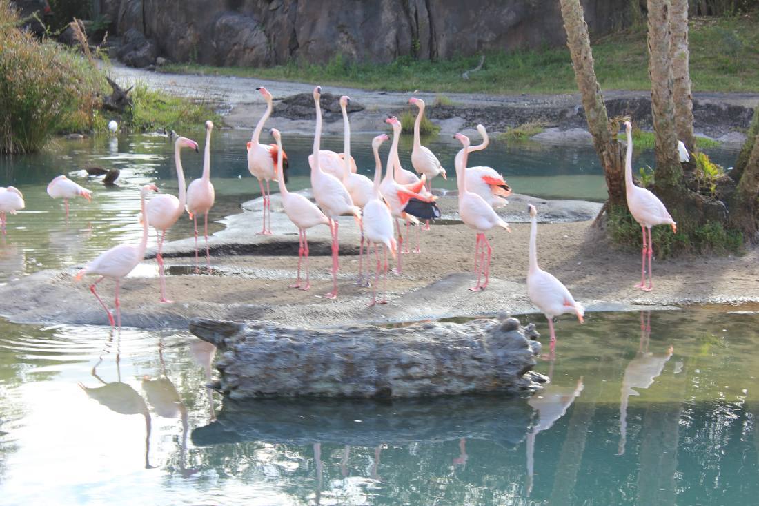 Disney's Animal Kingdom safari