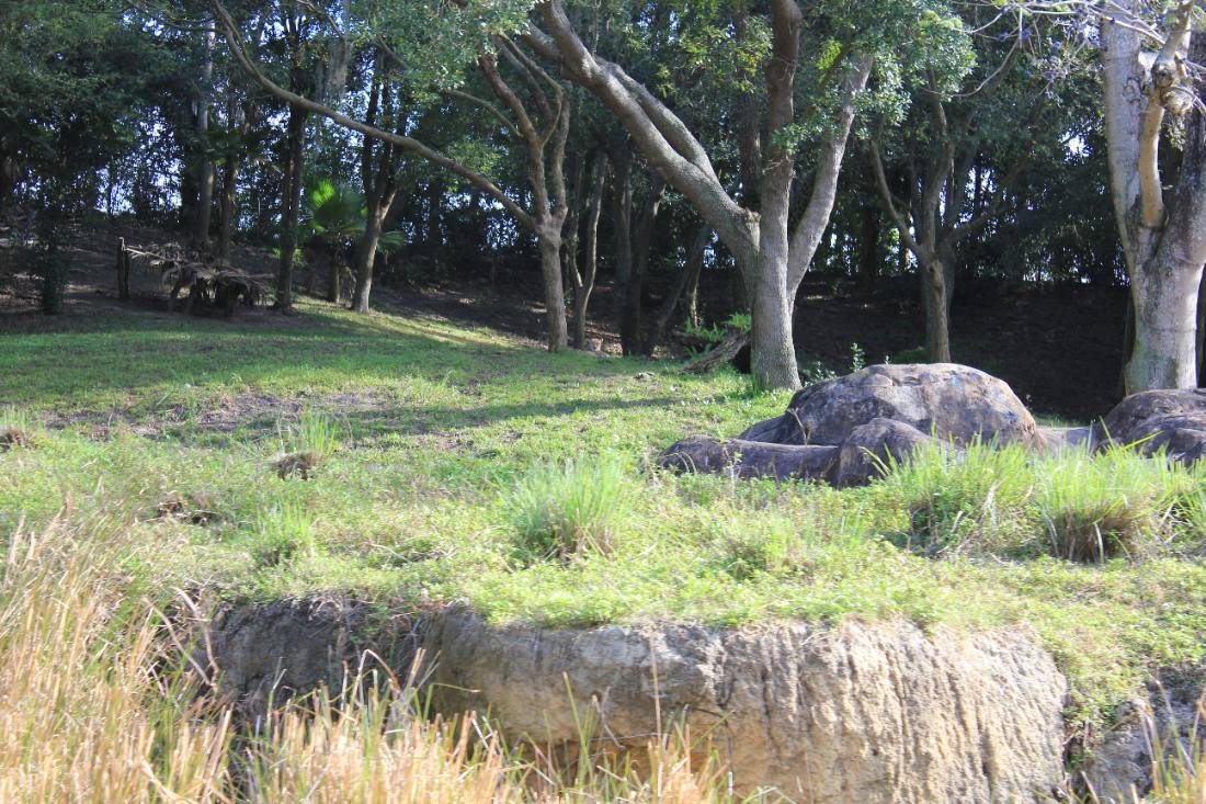 Disney's Animal Kingdom safari