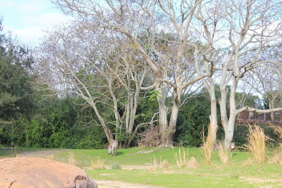 Disney's Animal Kingdom safari