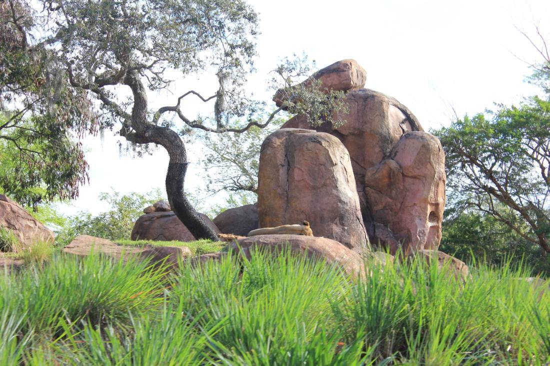 Disney's Animal Kingdom safari